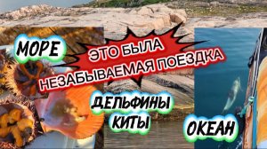 Море, Океан, Дельфины, Киты!