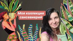 Моя коллекция сансевиерий: 20 сортов и видов, хотя я думала их меньше десяти. Упс