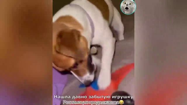 Смех, юмор, ржачь. Часть 41 смотреть онлайн