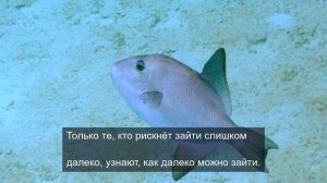«Цитатник мечты: сохраняем вдохновение»