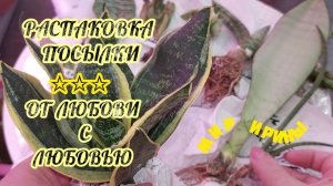 РАСПАКОВКА ПОСЫЛКИ С СУККУЛЕНТАМИ●●●