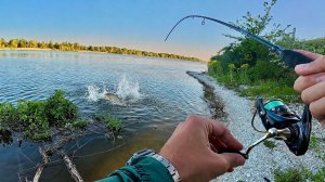 ЗДЕСЬ ПОД КУСТОМ РЫБА БЕСКОНЕЧНАЯ! РЫБАЛКА НА РЕКЕ ДОН
