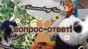 вопрос-ответ!#ПДБ#плюш дог блогинг