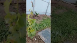 Середина лета 15.07.2026г. Состояние виноградника, обработка после дождей.