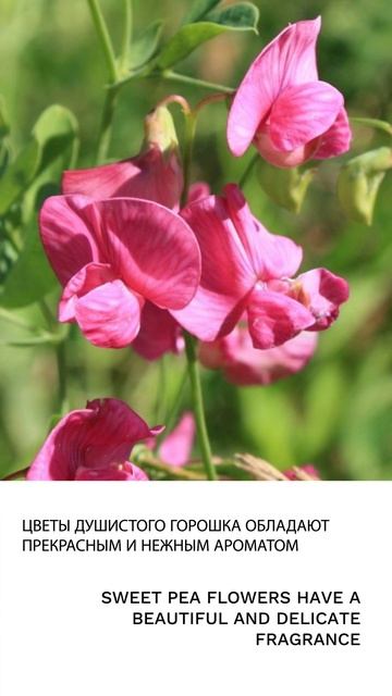 Душистый горошек смотреть онлайн