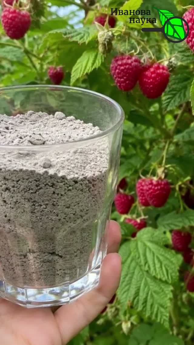 По 10 кг с куста! 🍓 Кормим малину на супер-урожай и сладость 🤫 Авторская подкормка медовой малины.