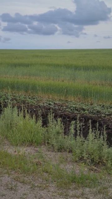 Фазаны в Михайловском округе