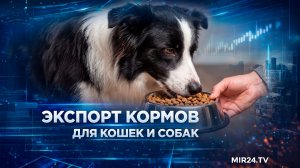 Российский экспорт кормов для кошек и собак достиг рекорда | Вместе выгодно