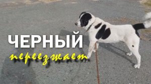 Черный меняет жилье 🐕