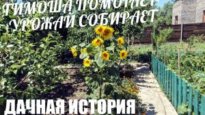 ДАЧНАЯ ИСТОРИЯ! ТИМОШКА ПОМОГАЕТ -УРОЖАЙ СОБИРАЕТ!