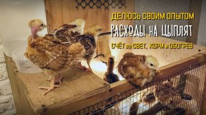 Содержание цыплят: мои реальные расходы за месяц и условия 🐔💰