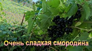 «Сладкий сорт черной смородины.»#сад#огород#дача