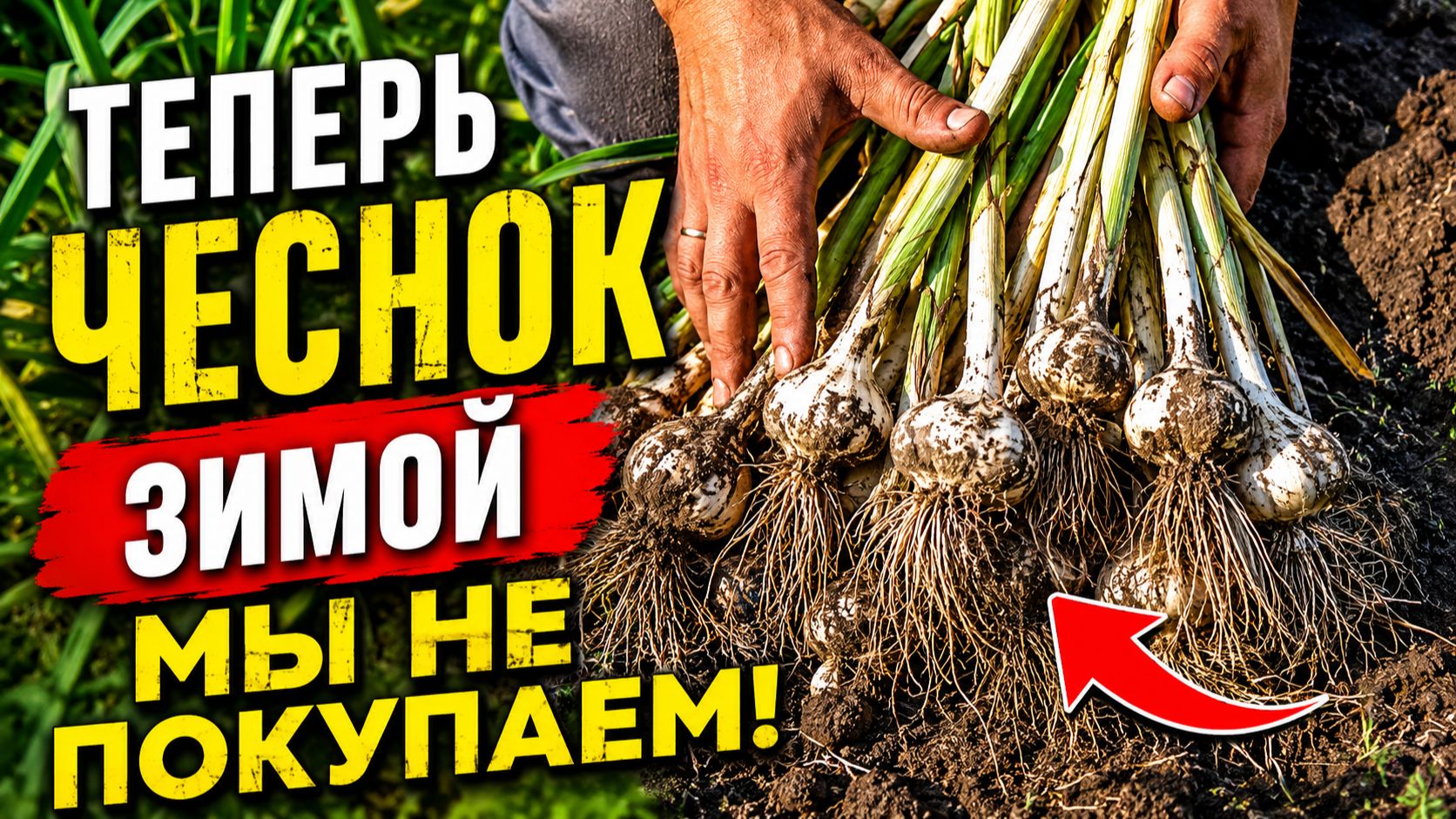 Теперь чеснок зимой мы не покупаем! Два отличных сорта крупного чеснока. смотреть онлайн