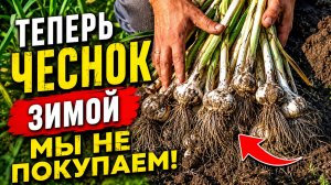 Теперь чеснок зимой мы не покупаем! Два отличных сорта крупного чеснока.
