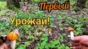 Такого мы не ожидали! Они пошли в рост!