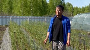 Как выращивать спаржу