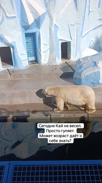 Кай - прогулка белого медведя по зоопарку Новосибирска 15-07-2026