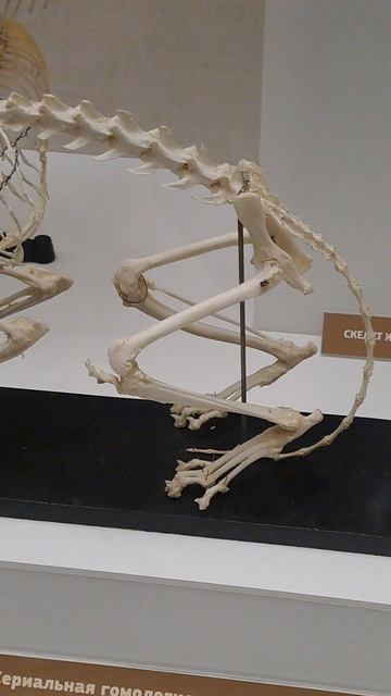 Скелет домашней кошки