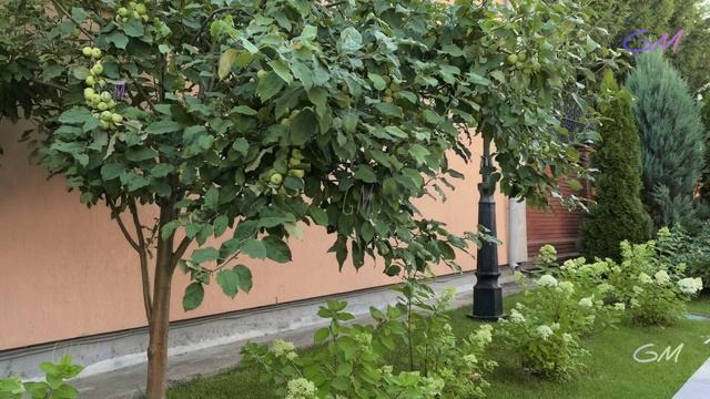 Мечеть Ирек. Казань .10 июля 2026. смотреть онлайн