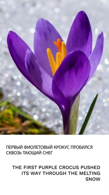 Крокус смотреть онлайн