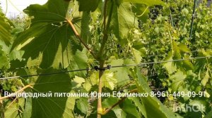 саженцы винограда начало