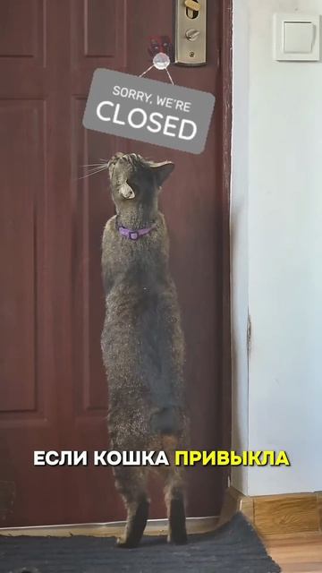 КоТиКи 😼🫶😎
