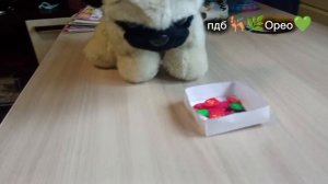 я новая пдбешница!🐕