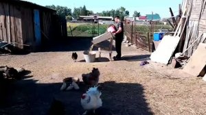 14.07.26.   Эти гады всё порешат! / подвязала Томаты 🍅/ управляемся