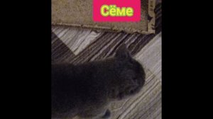 Сёма кот