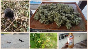 Язык в сметанном соусе.Терпению пришёл конец.