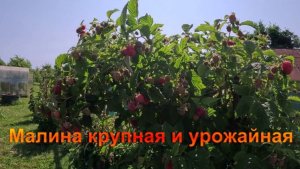 «Малина сладкая и крупноплодная.»#сад#огород#дача