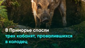 В Приморье спасли трех кабанят, провалившихся в колодец