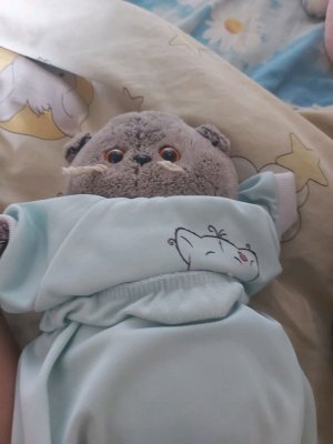 он вернулся кот
