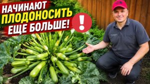 Кабачки мгновенно начинают плодоносить после этой подкормки с удвоенной силой!