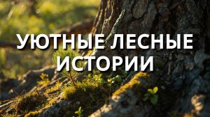 Под покровом вековой хвои: уютные лесные истории