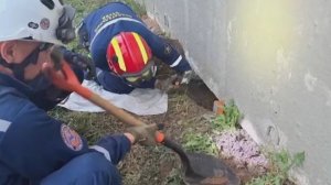 На стройплощадке в Москве спасли котенка: история могла завершиться печально