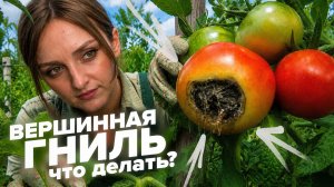 ВЕРШИННАЯ ГНИЛЬ
