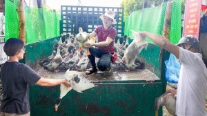 Продаю уток на сельском рынке. Серия 112. Се. Жизнь во Вьетнаме