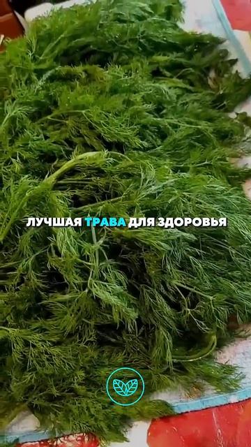 Лекарственные травы: лучшие природные средства для здоровья → 👤 БИОХАКИНГ  →