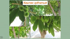 Каштан, плоды которого можно есть. Каштан зубчатый или американский