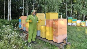 Готовимся к откачке мёда из липы и другого лесного и лугового разнотравья.