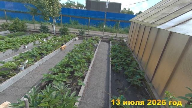 7 соток. Почему вся лесная малина червивая. Хроника 13 июля 2026 год