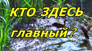МАМА ГОДА: КАМЫШНИЦА РАЗОГНАЛА УТОК РАДИ ПТЕНЦОВ! УТКИ В ШОКЕ! ПЕРНАТЫЙ СКАНДАЛ! ОРЁЛ. ИЮЛЬ 2026.