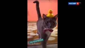 Фрагмент Пилота Телепередачи «Живут Же Люди! «С Героями Известных Франшиз»» (Россия-К; 15.07.2026)🇷