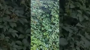 иду к бабушке