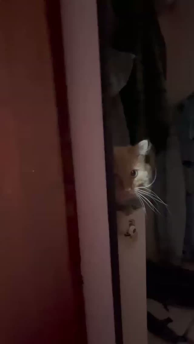 Кот на батарее