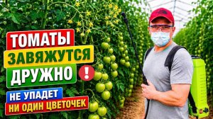 Помидоры и сладкий перец будут просто ломиться от урожая - всего одна обработка!