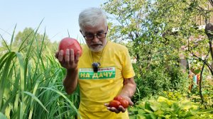 Вперёд, товарищи! На дачу! Выпуск от 14.07.26