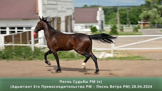 Песнь Судьбы РМ (кобыла) (Адьютант Его Превосходительства РМ – Песнь Ветра РМ) 28.04.2024 смотреть онлайн
