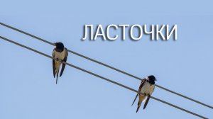 Ласточки. Звук (голос) пение ласточек. Птицы России.
